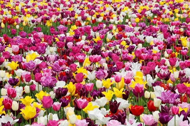 Guide d'achat outils de jardinage petit budget